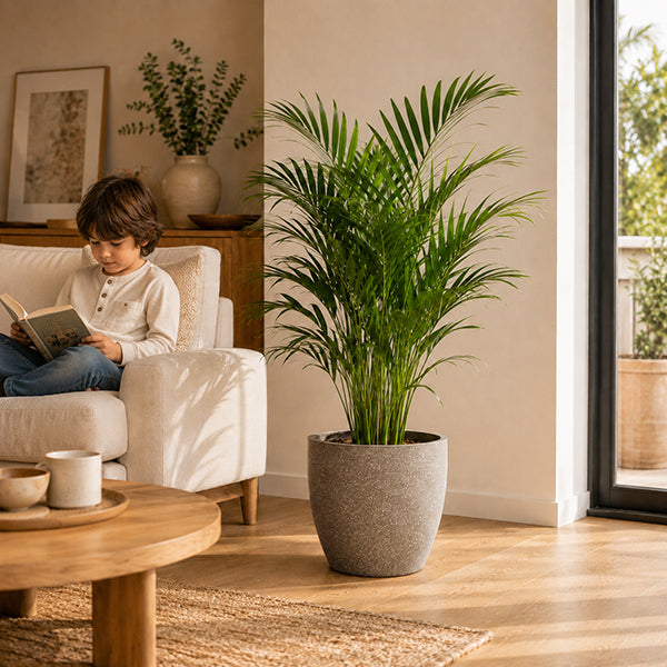 gros pot de fleur dans salon avec enfant sur canape