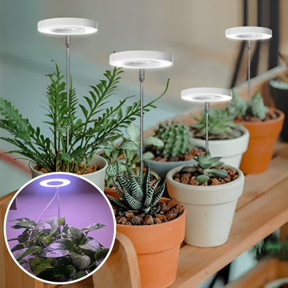 Lampe pour plante