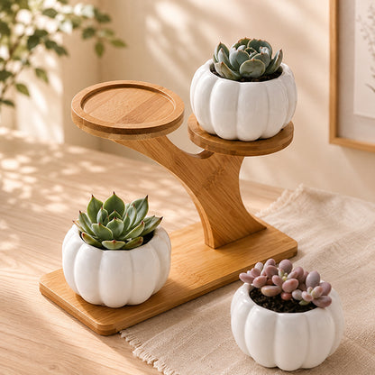 porte plante ascension avec succulentes
