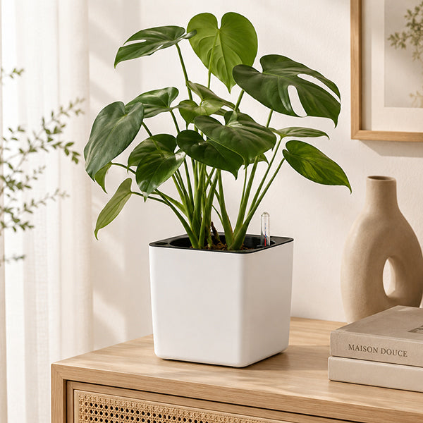 pot de fleur aquacube sur meuble salon