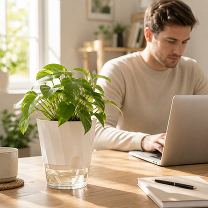 pot de fleur auto irrigant sur bureau teletravail