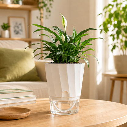 pot de fleur interieur sur table salon
