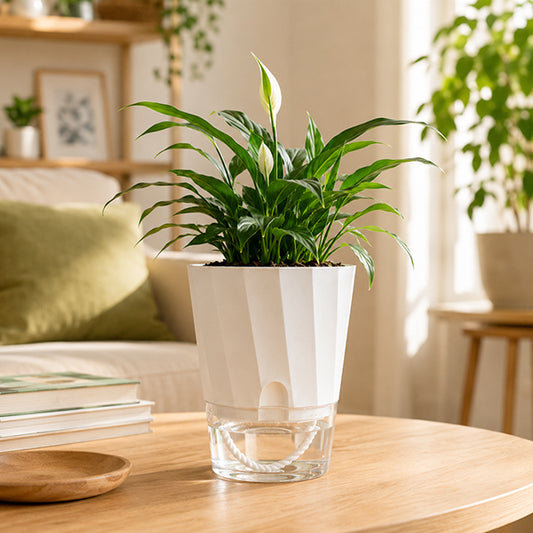 pot de fleur interieur sur table salon