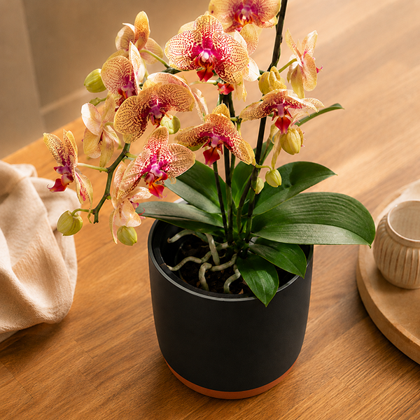 pot de fleur noir avec orchidee sur table salon