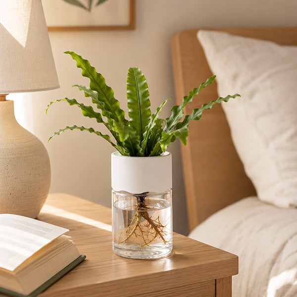 pot de fleur racines apparentes sur table de chevet