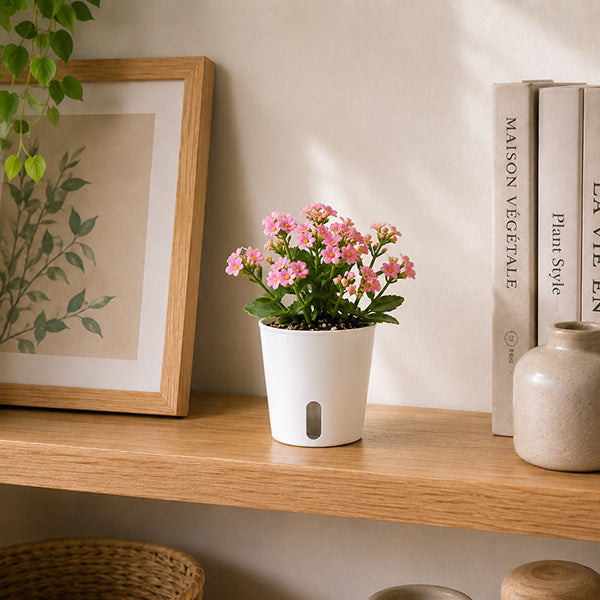 pot de fleurs interieur mini source sur etagere
