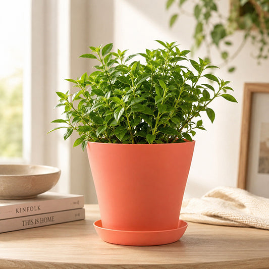 pot fleur esscence terracotta salon