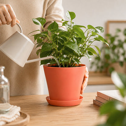 pot fleur essence arrosage plante