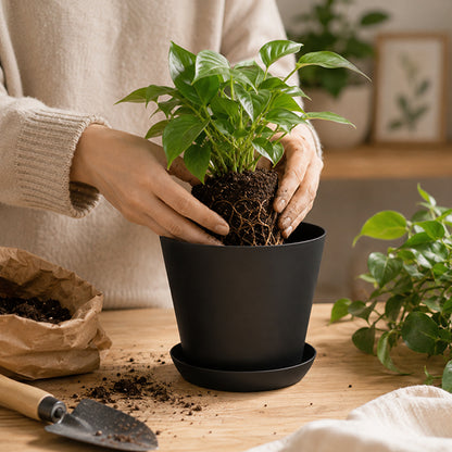 pot fleur essence rempotage
