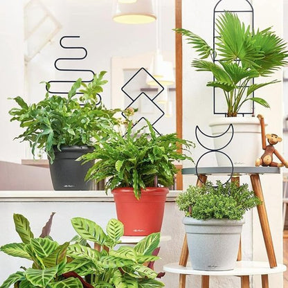 Tuteur plante 