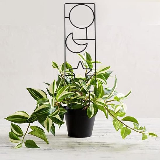 Tuteur plante 
