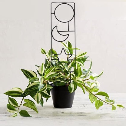 Tuteur plante 